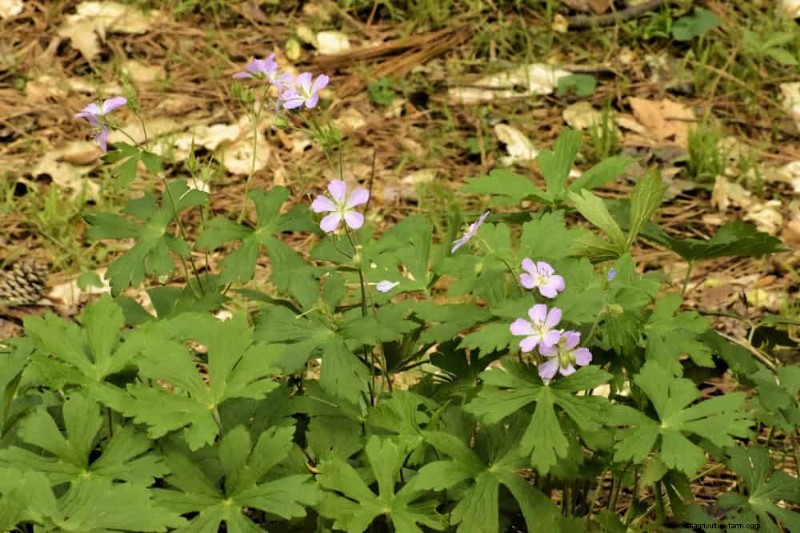 Wildblumenwunder:12 wunderschöne Pflanzen für natürliche Gärten 
