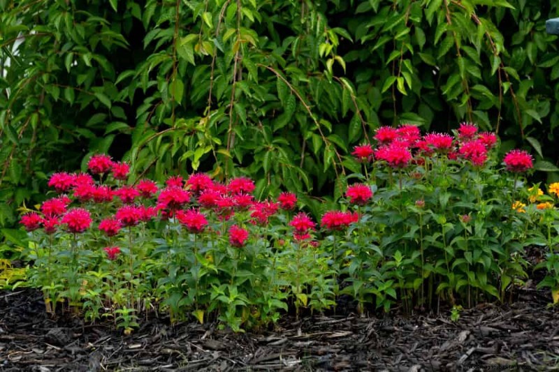 Wildblumenwunder:12 wunderschöne Pflanzen für natürliche Gärten 