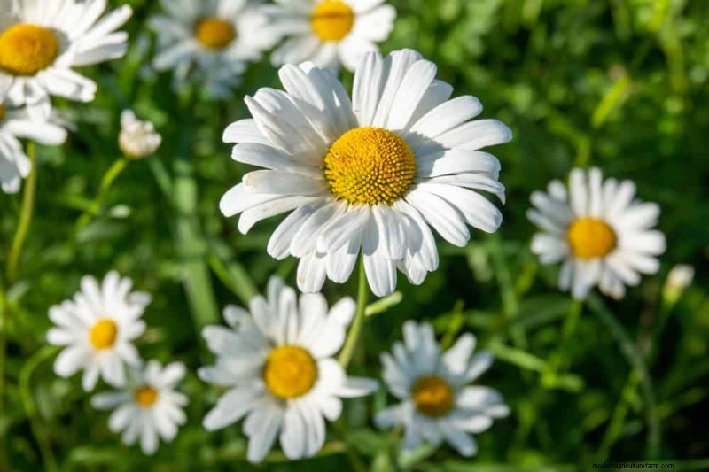 Wildblumenwunder:12 wunderschöne Pflanzen für natürliche Gärten 