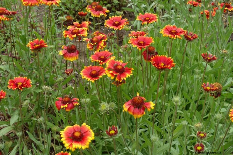 Wildblumenwunder:12 wunderschöne Pflanzen für natürliche Gärten 