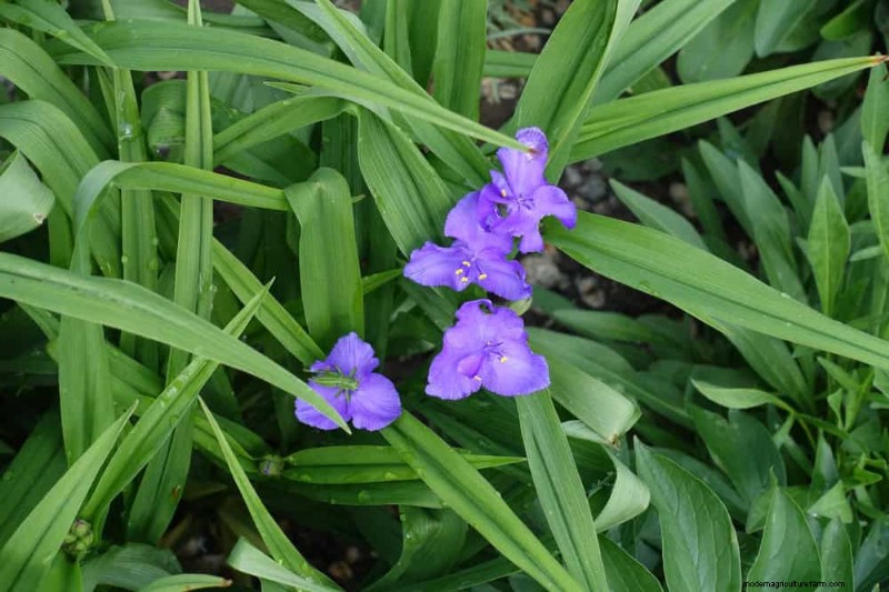 Wildblumenwunder:12 wunderschöne Pflanzen für natürliche Gärten 