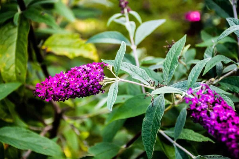 Wildblumenwunder:12 wunderschöne Pflanzen für natürliche Gärten 