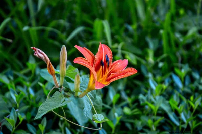 Wildblumenwunder:12 wunderschöne Pflanzen für natürliche Gärten 