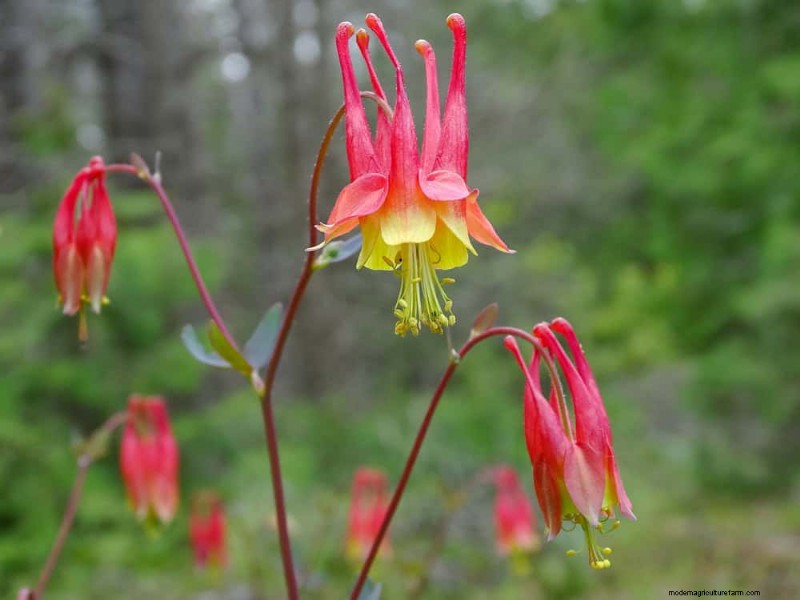 Wildblumenwunder:12 wunderschöne Pflanzen für natürliche Gärten 