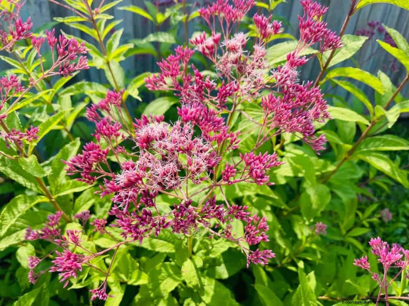 Wildblumenwunder:12 wunderschöne Pflanzen für natürliche Gärten 