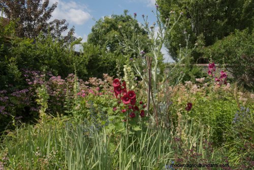 Wildblumenwunder:12 wunderschöne Pflanzen für natürliche Gärten 