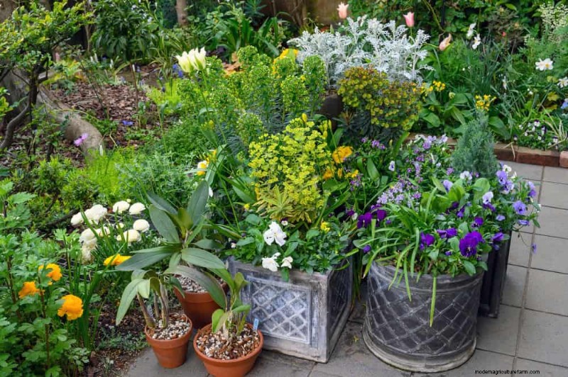 12 beste voorjaarsbloeiende planten voor containertuinen 