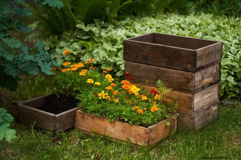 12 beste voorjaarsbloeiende planten voor containertuinen 