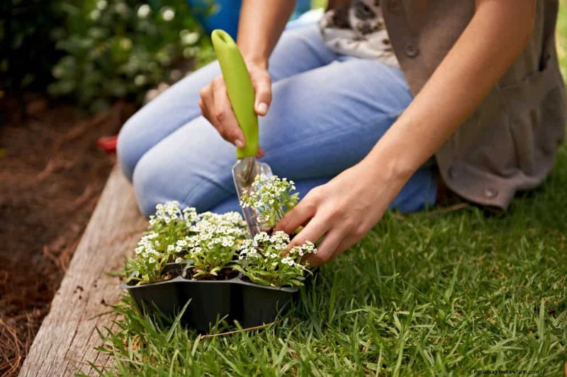 12 beste voorjaarsbloeiende planten voor containertuinen 