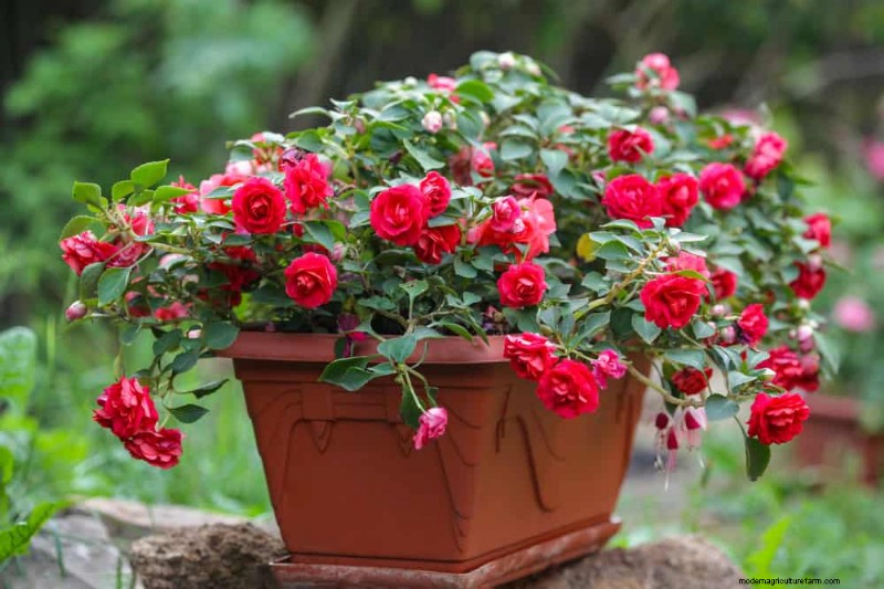 12 beste voorjaarsbloeiende planten voor containertuinen 