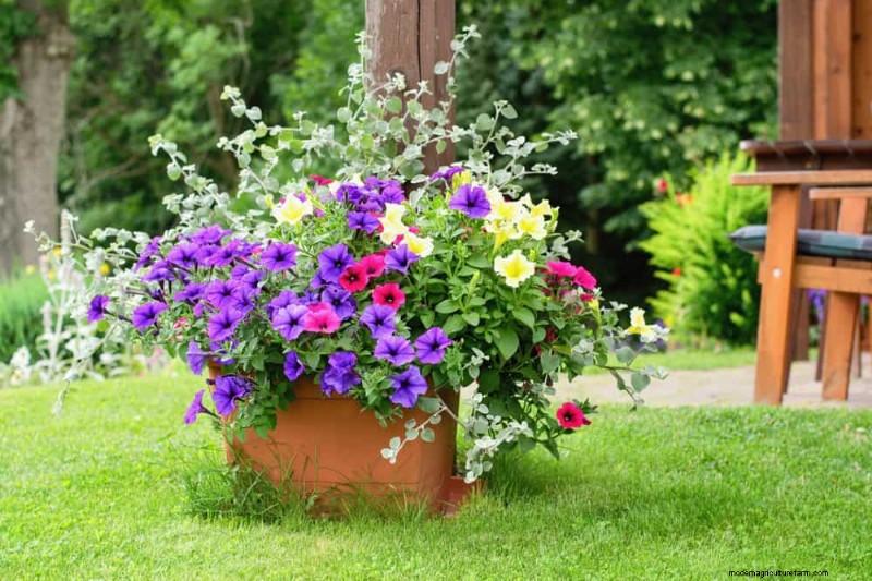 12 beste voorjaarsbloeiende planten voor containertuinen 