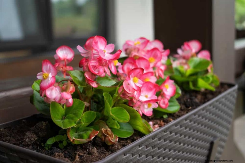 12 beste voorjaarsbloeiende planten voor containertuinen 