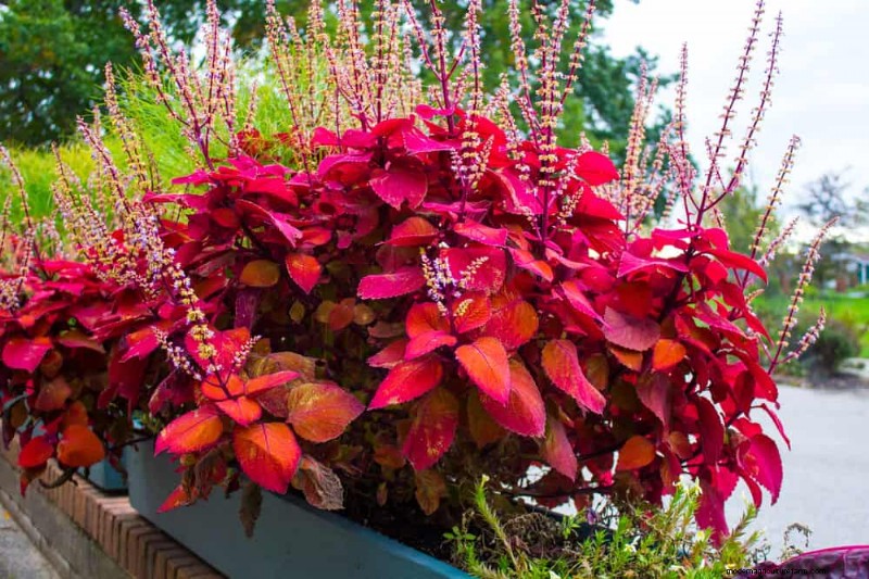 12 beste voorjaarsbloeiende planten voor containertuinen 