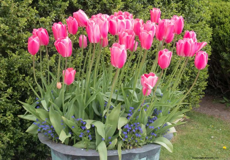 12 beste voorjaarsbloeiende planten voor containertuinen 