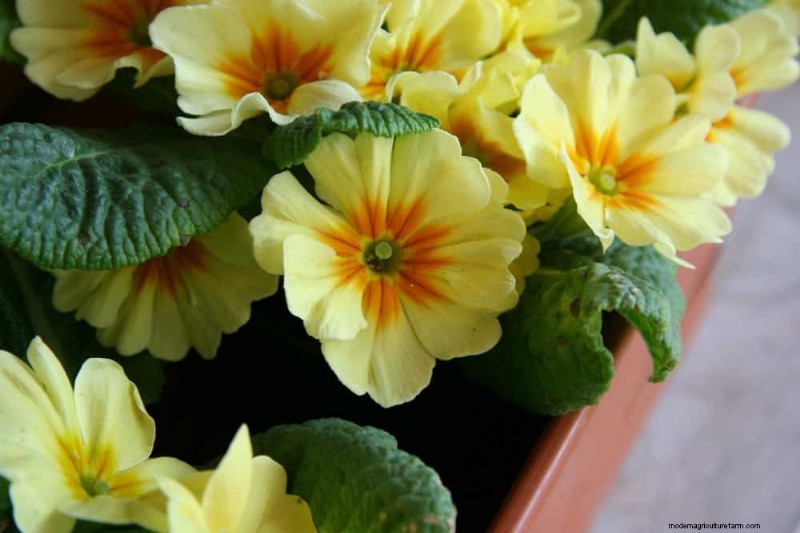 12 beste voorjaarsbloeiende planten voor containertuinen 