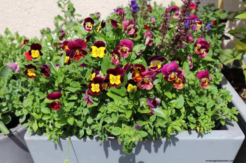 12 beste voorjaarsbloeiende planten voor containertuinen 
