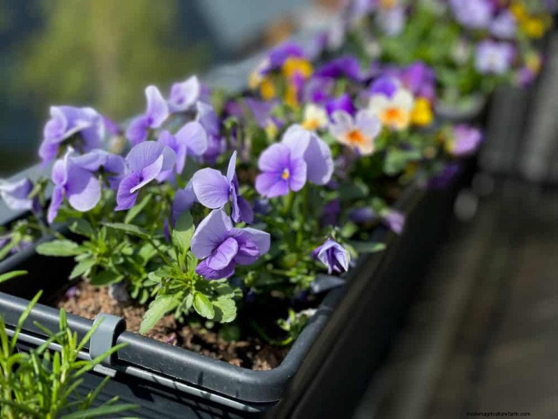 12 beste voorjaarsbloeiende planten voor containertuinen 