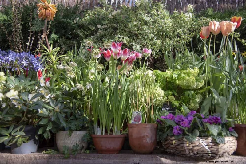 12 beste voorjaarsbloeiende planten voor containertuinen 