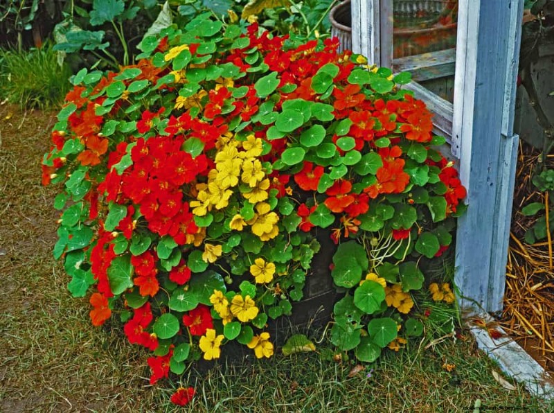 12 beste voorjaarsbloeiende planten voor containertuinen 