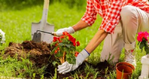 Plantas de interior de fácil cuidado para principiantes:10 opciones de bajo mantenimiento 