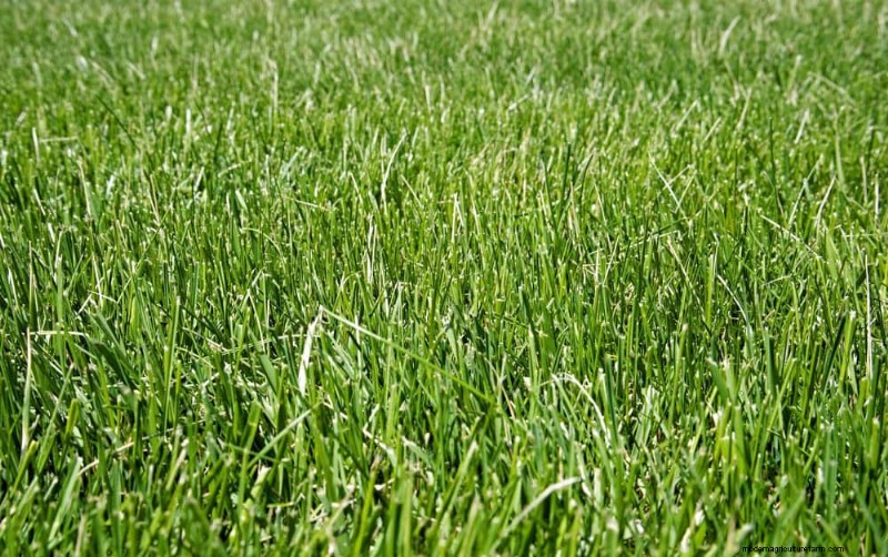 Ziergräser:12 kreative Ideen für die Landschaftsgestaltung 