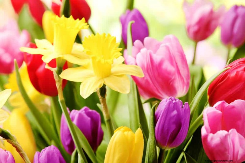 春の花の組み合わせ:あなたの庭のための 15 の素晴らしい組み合わせ 