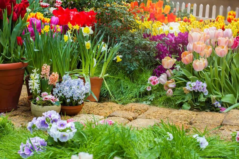春の花の組み合わせ:あなたの庭のための 15 の素晴らしい組み合わせ 
