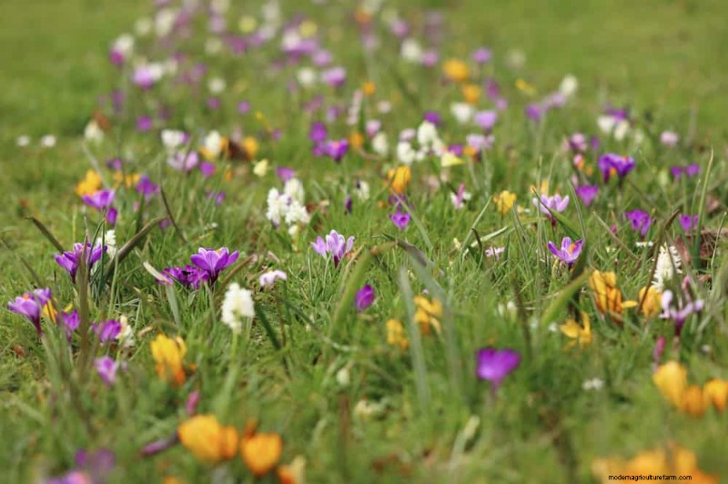 春の花の組み合わせ:あなたの庭のための 15 の素晴らしい組み合わせ 