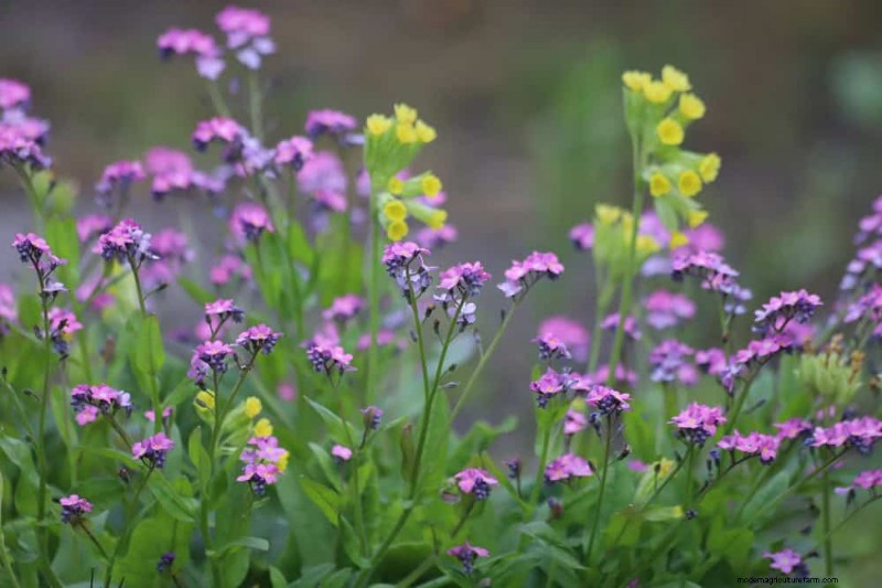 春の花の組み合わせ:あなたの庭のための 15 の素晴らしい組み合わせ 