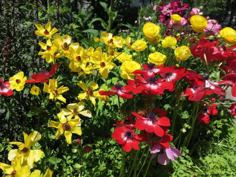 春の花の組み合わせ:あなたの庭のための 15 の素晴らしい組み合わせ 