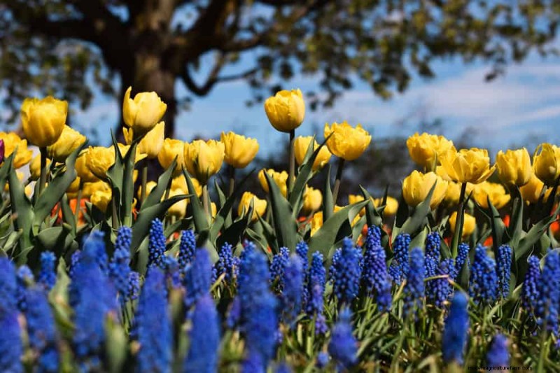 春の花の組み合わせ:あなたの庭のための 15 の素晴らしい組み合わせ 