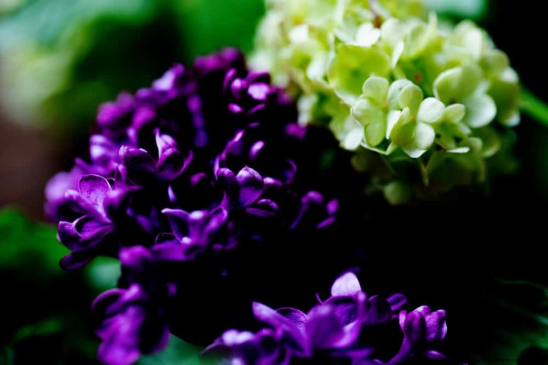 春の花の組み合わせ:あなたの庭のための 15 の素晴らしい組み合わせ 