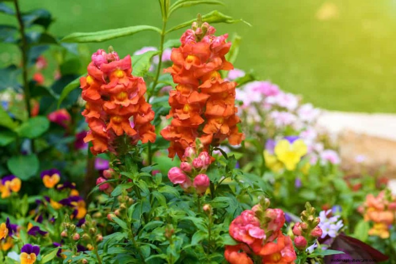 春の花の組み合わせ:あなたの庭のための 15 の素晴らしい組み合わせ 