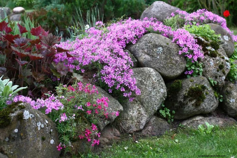春の花の組み合わせ:あなたの庭のための 15 の素晴らしい組み合わせ 
