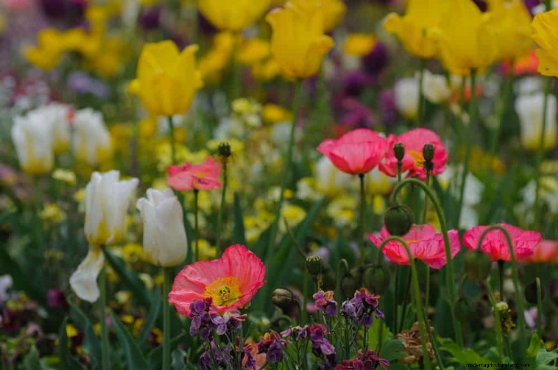 春の花の組み合わせ:あなたの庭のための 15 の素晴らしい組み合わせ 