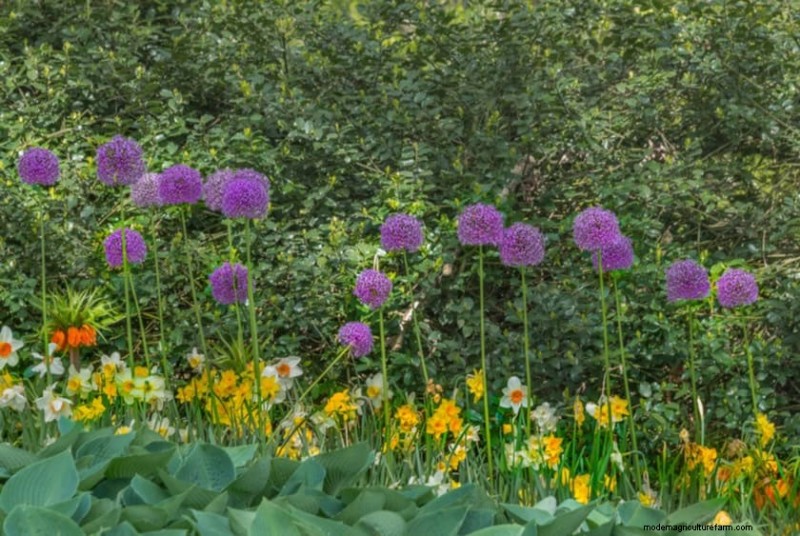 春の花の組み合わせ:あなたの庭のための 15 の素晴らしい組み合わせ 