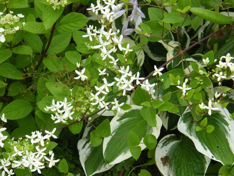 春の花の組み合わせ:あなたの庭のための 15 の素晴らしい組み合わせ 