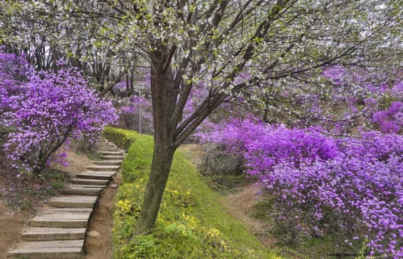 春の花の組み合わせ:あなたの庭のための 15 の素晴らしい組み合わせ 