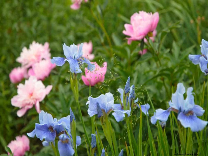 春の花の組み合わせ:あなたの庭のための 15 の素晴らしい組み合わせ 