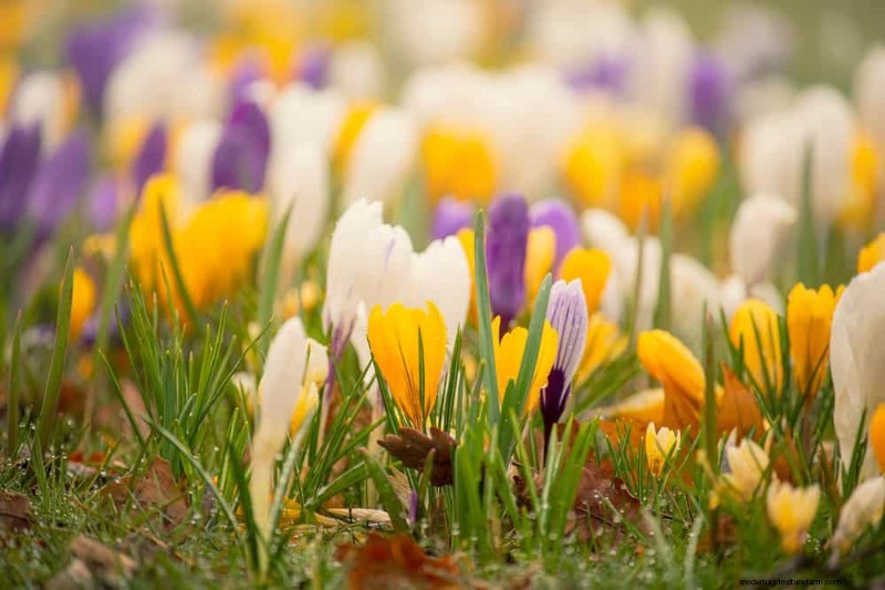 春の花の組み合わせ:あなたの庭のための 15 の素晴らしい組み合わせ 