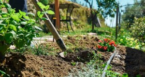 Preparazione del giardino primaverile:compiti essenziali per marzo | [Il tuo marchio] 