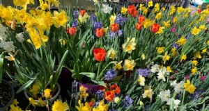 素晴らしい春の庭のために今すぐ球根を植えましょう:トップ 12 の選択肢 