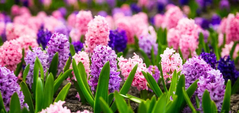 素晴らしい春の庭のために今すぐ球根を植えましょう:トップ 12 の選択肢 
