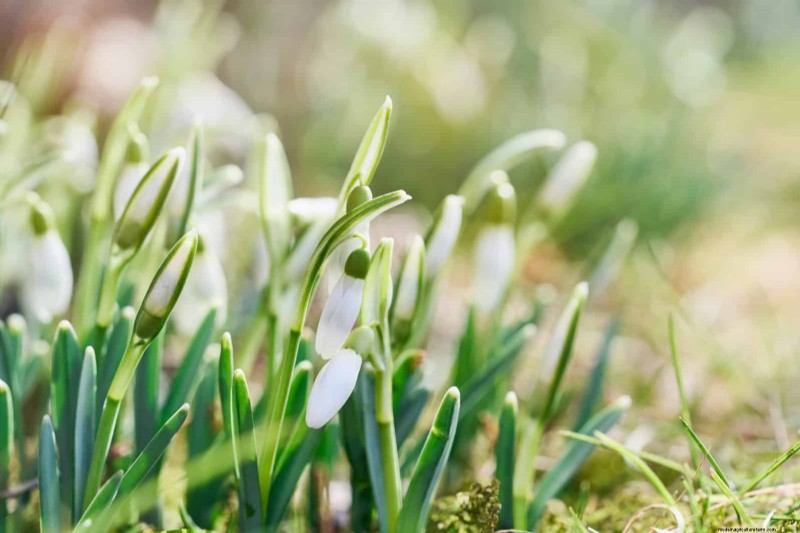 素晴らしい春の庭のために今すぐ球根を植えましょう:トップ 12 の選択肢 