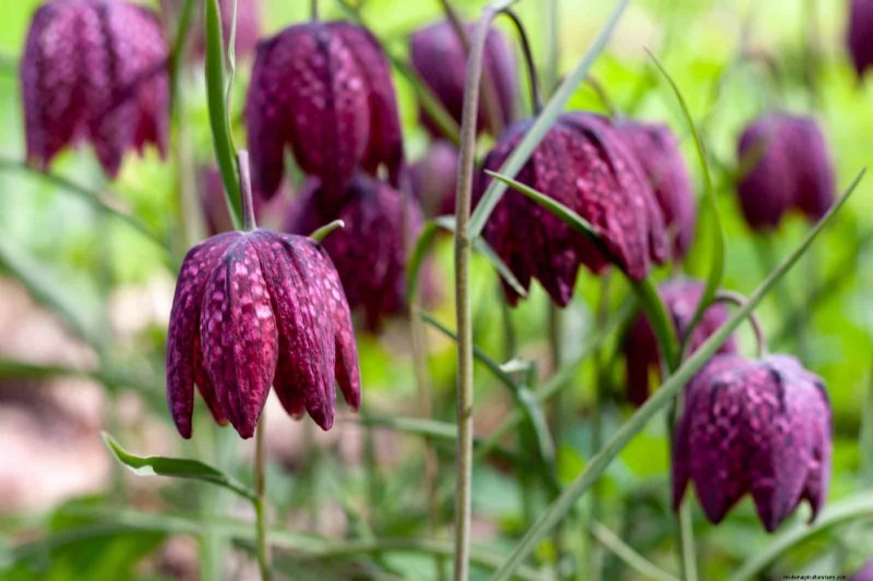 素晴らしい春の庭のために今すぐ球根を植えましょう:トップ 12 の選択肢 