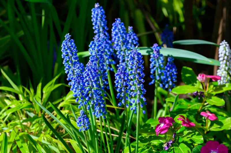 素晴らしい春の庭のために今すぐ球根を植えましょう:トップ 12 の選択肢 