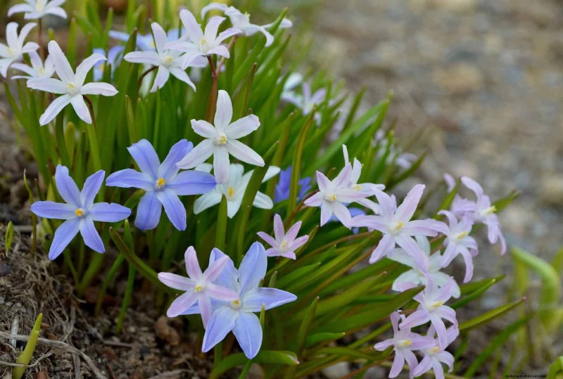 素晴らしい春の庭のために今すぐ球根を植えましょう:トップ 12 の選択肢 