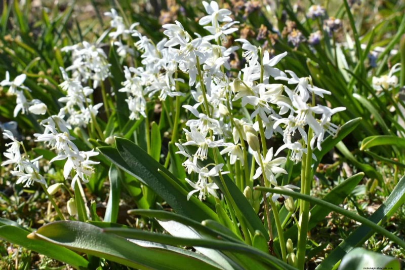 素晴らしい春の庭のために今すぐ球根を植えましょう:トップ 12 の選択肢 