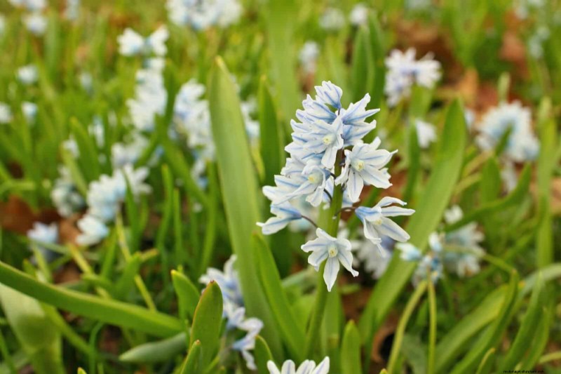 素晴らしい春の庭のために今すぐ球根を植えましょう:トップ 12 の選択肢 
