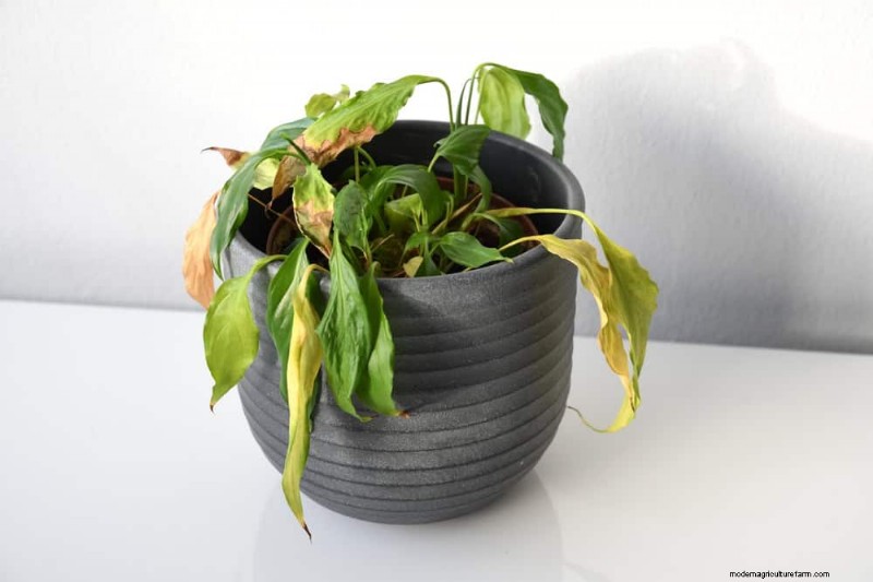 観葉植物を復活させる:植物救出の完全ガイド 